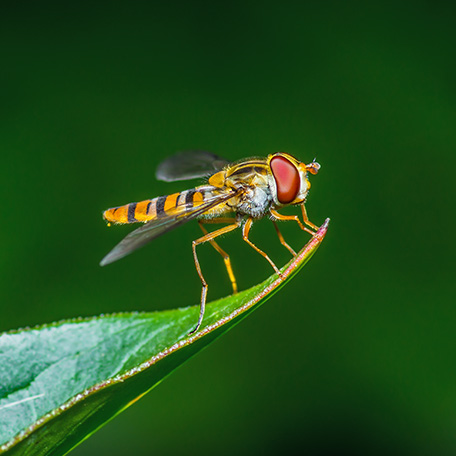 Control of insect pests